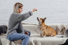 The Role of Dogs in Therapy and Assistance