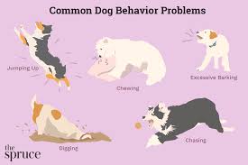 Dog Behavior Problems: Understanding and Solutions