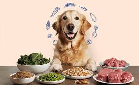 Dog Nutrition: Feeding Your Furry Friend